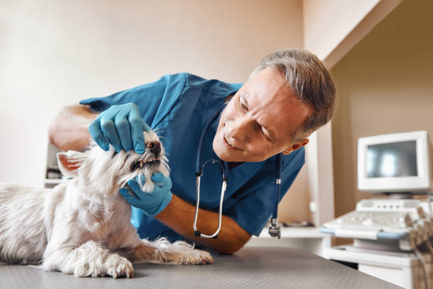 Best Emergency Dental Services for Seniors in West Yarmouth, MA